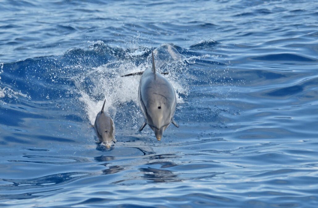 Whale Watching